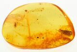 Fossil Long-Legged Velvet Mite & Planthopper In Baltic Amber #272666-1